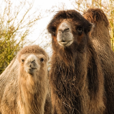 Kameel - De Zonnegloed - Dierenpark - Dieren opvangcentrum - Sanctuary